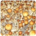 Псилоцибиновые (галлюциногенные)  грибы Psilocybin "Golden Teacher" в Михайловске